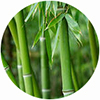 bamboo_extract