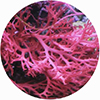 pink_algae