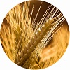 extract_wheat